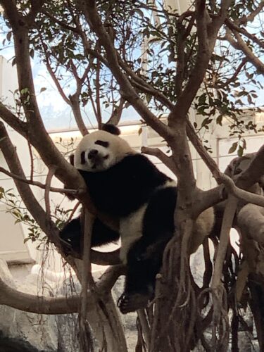 香港二日目　オーシャンパーク　パンダを見る！　